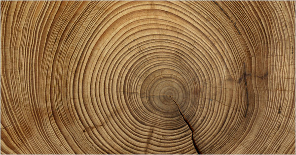 dendrochronology | Art History Glossary